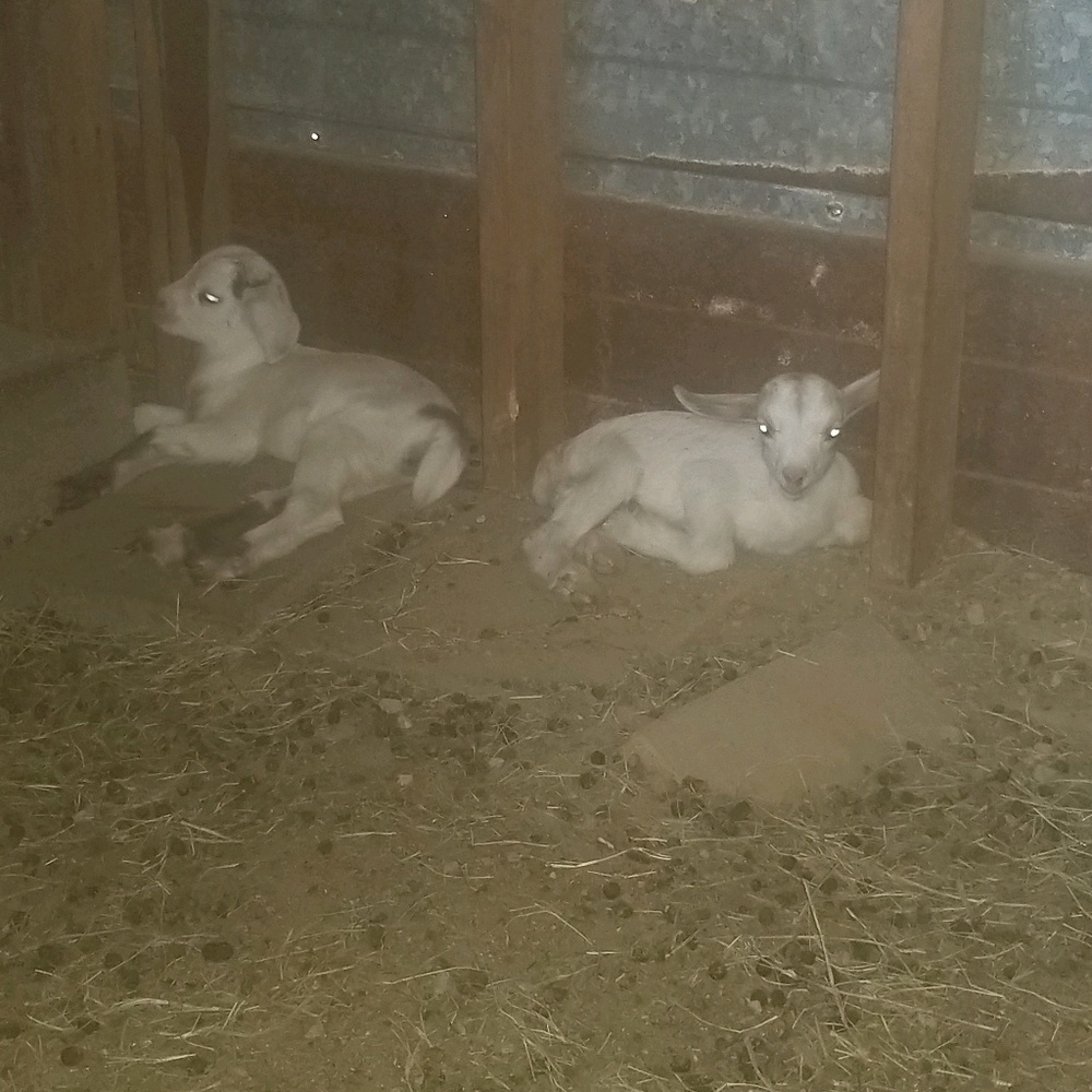 Meet your Posher, Lori